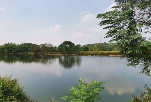 池鱼氨氮、药物中毒与泛池的防治