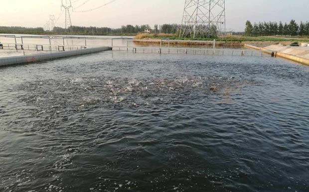 冬季仍需防鱼水霉病