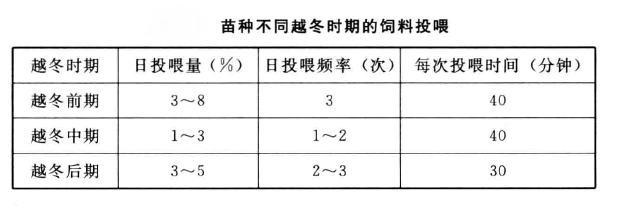 罗非鱼越冬苗培育方法