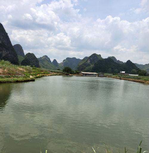 罗非鱼越冬期的饲养管理方法